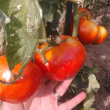 Ospitalita' Rurale Casa Cani Farmház