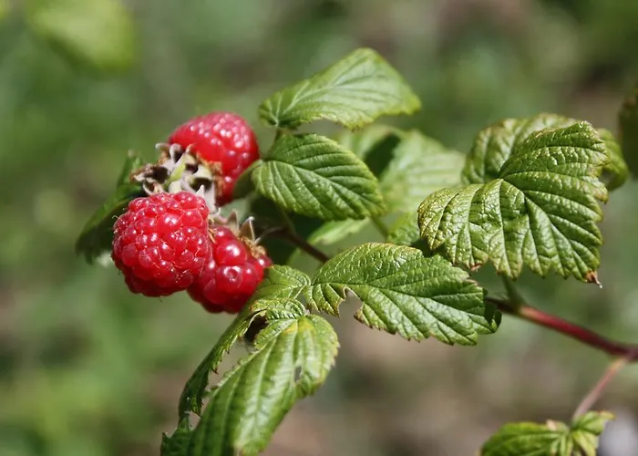 Ospitalita' Rurale Casa Cani
