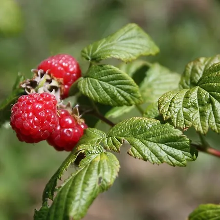Ospitalita' Rurale Casa Cani