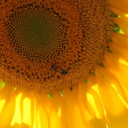 팜스테이 Ospitalita' Rurale Casa Cani 베르세토