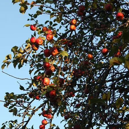 Ospitalita' Rurale Casa Cani Farm stay Berceto