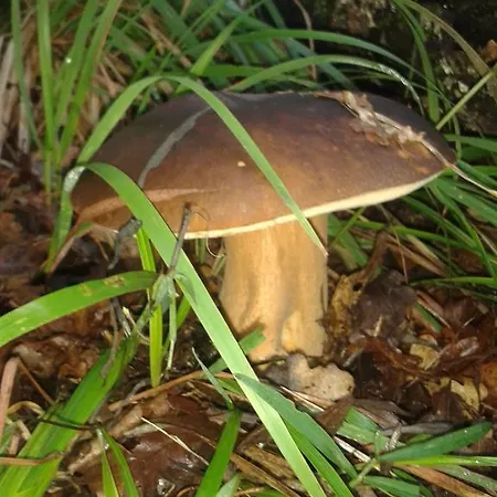 팜스테이 Ospitalita' Rurale Casa Cani 베르세토