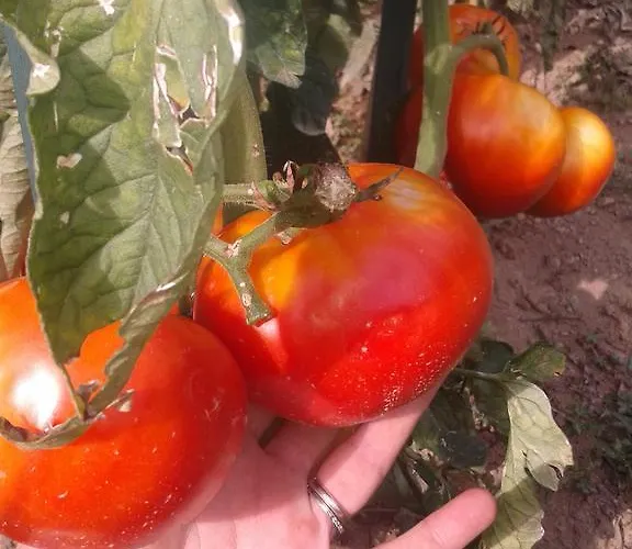 Ospitalita' Rurale Casa Cani Vakantieboerderij