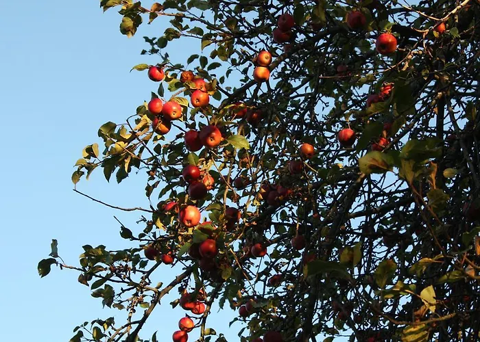 Ospitalita' Rurale Casa Cani Vakantieboerderij Berceto