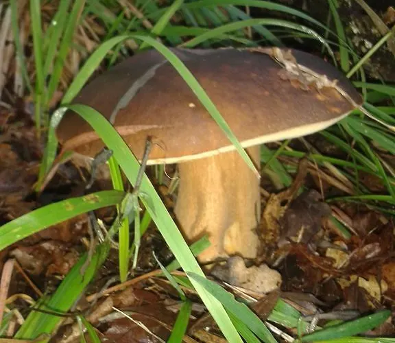 Alojamento de Turismo Rural Ospitalita' Rurale Casa Cani Berceto